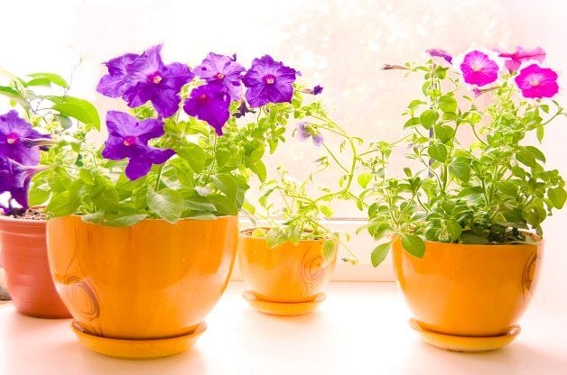 Essential Tips for Overwintering Potted Plants