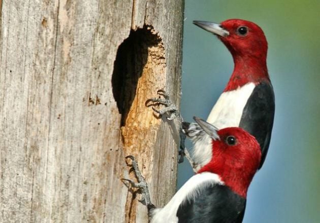 Attracting Birds Bird Nesting Birds That Nest In Cavities 