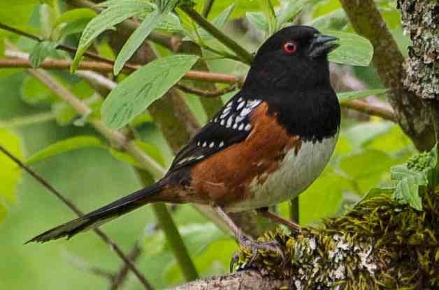Spotted Towhee Attracting Birds Birds And Blooms