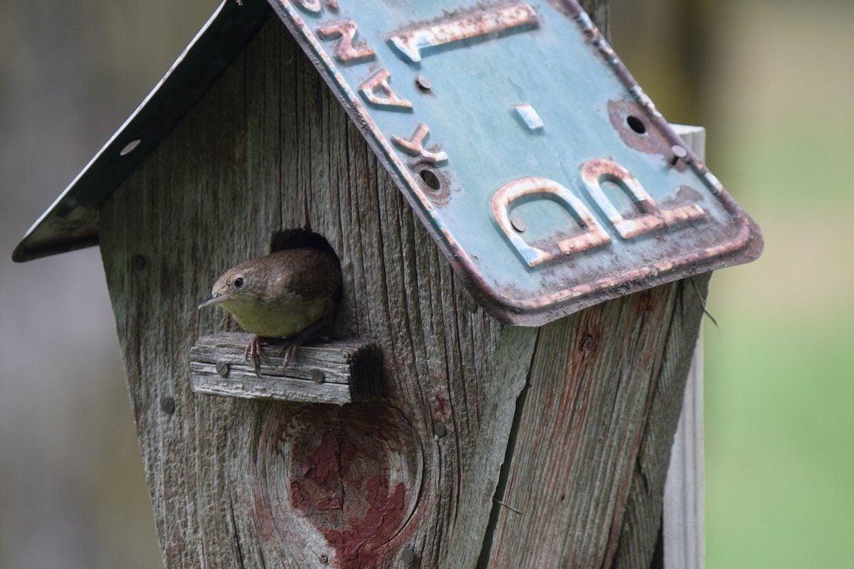 Choose the Best Birdhouses to Attract More Birds