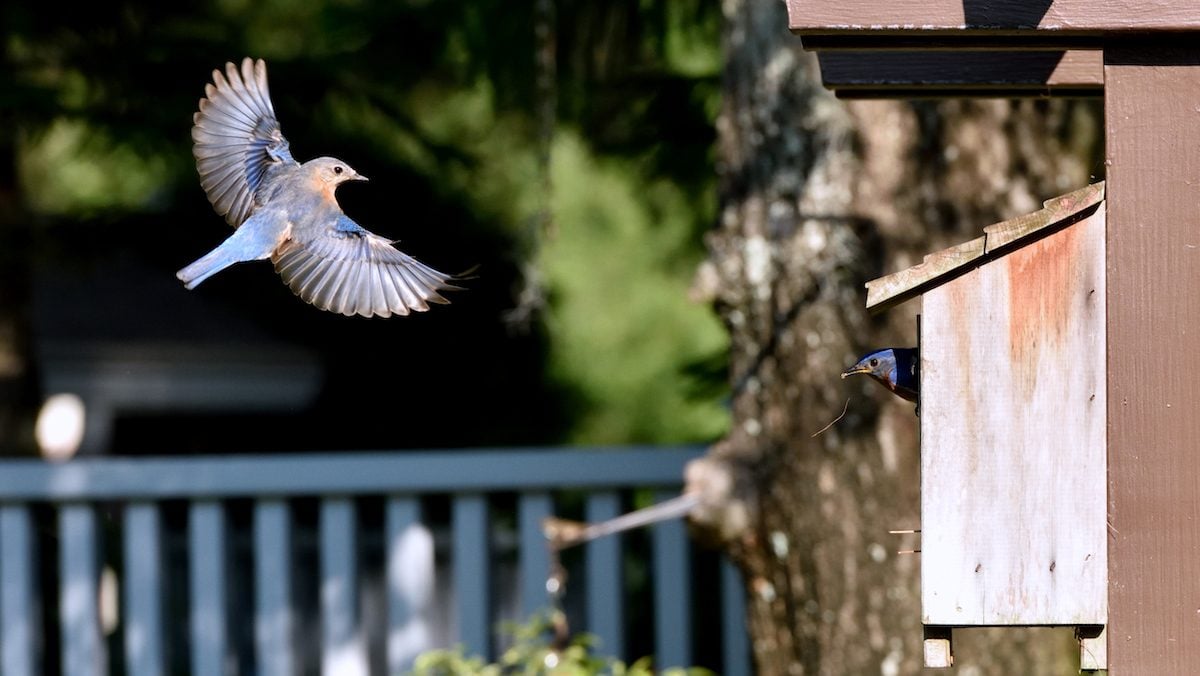 How to Make a DIY Bluebird House | Birds and Blooms