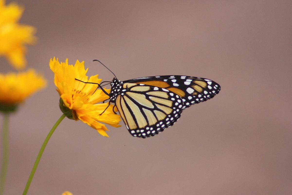 Use This Monarch Migration Map to Track the Epic Journey