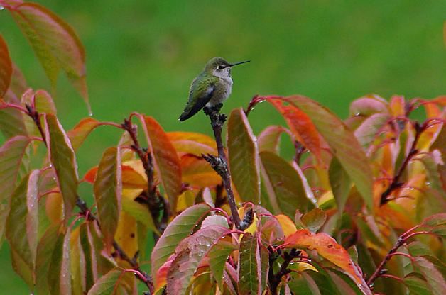 Five Fascinating Facts About... Fall Hummingbird Migration - Birds and