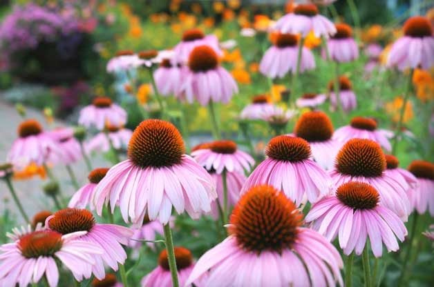 What Are Native Plants and Where to Find Them