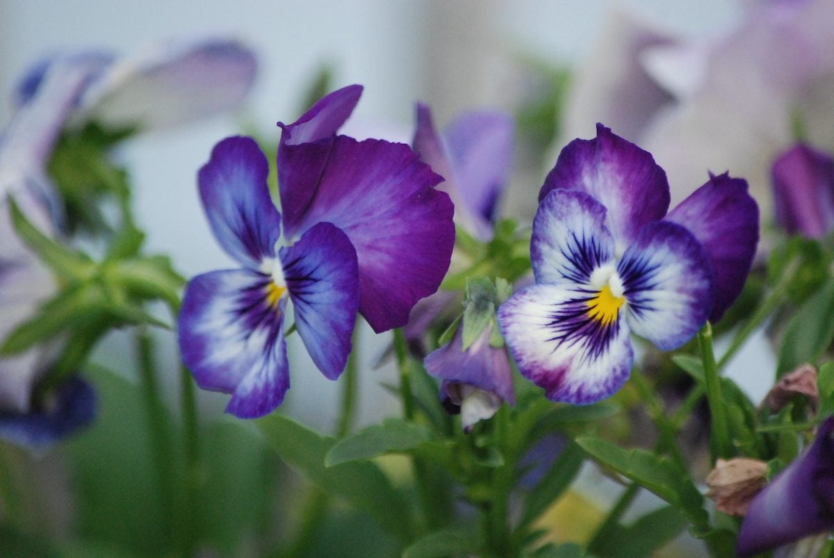 Can Pansies Survive Frost and Overwinter in the Garden?