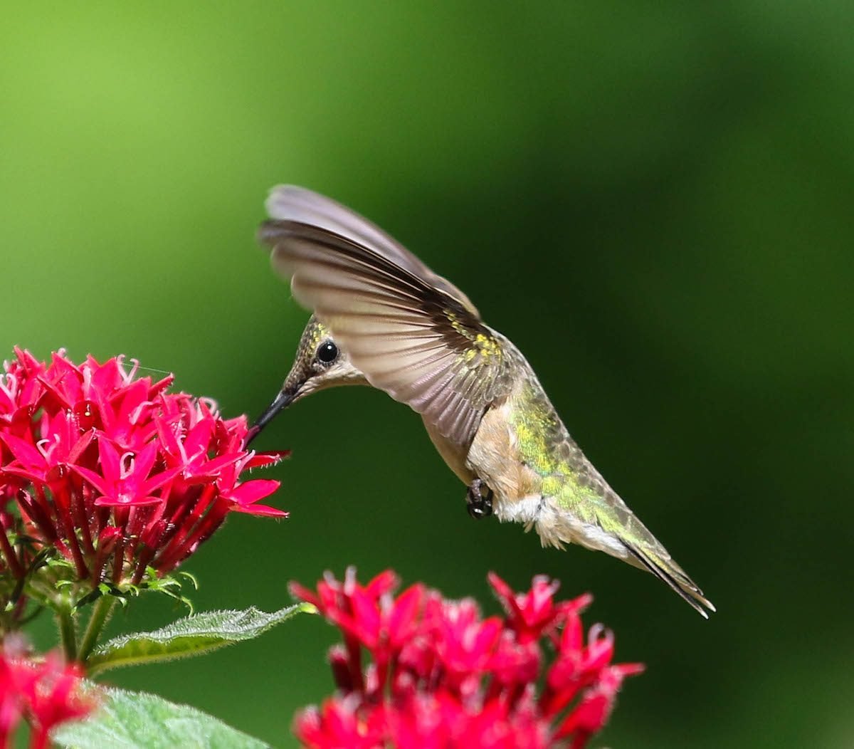 Grow Potted Flowers and Plants That Attract Hummingbirds