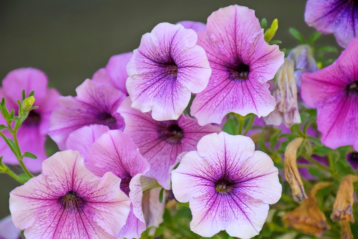 Pure White Flower Picks