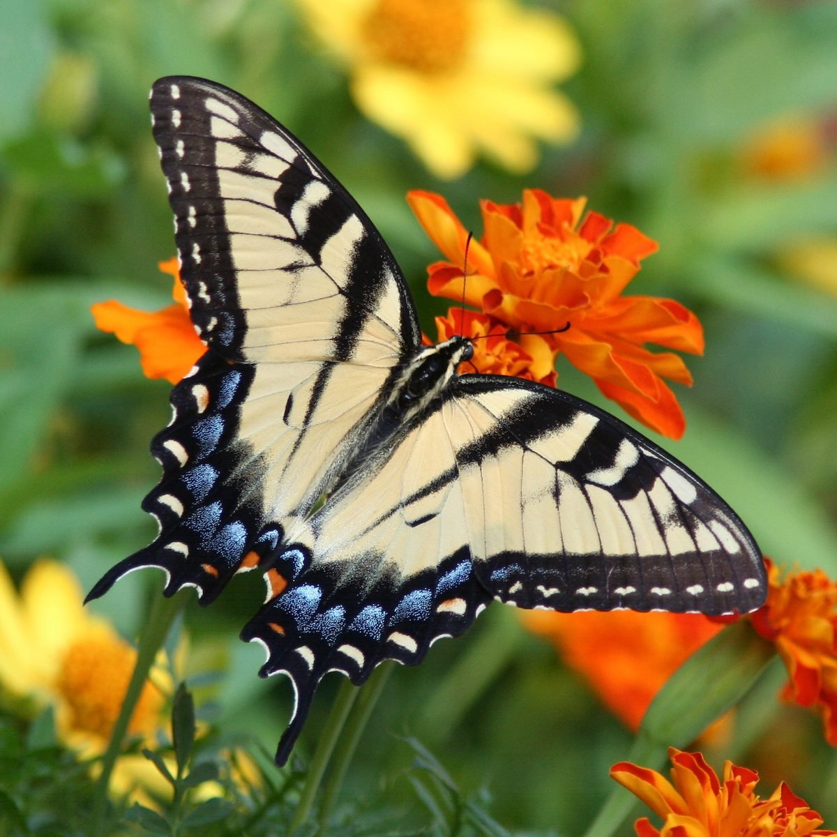 Annual and Perennial Butterfly Garden Designs
