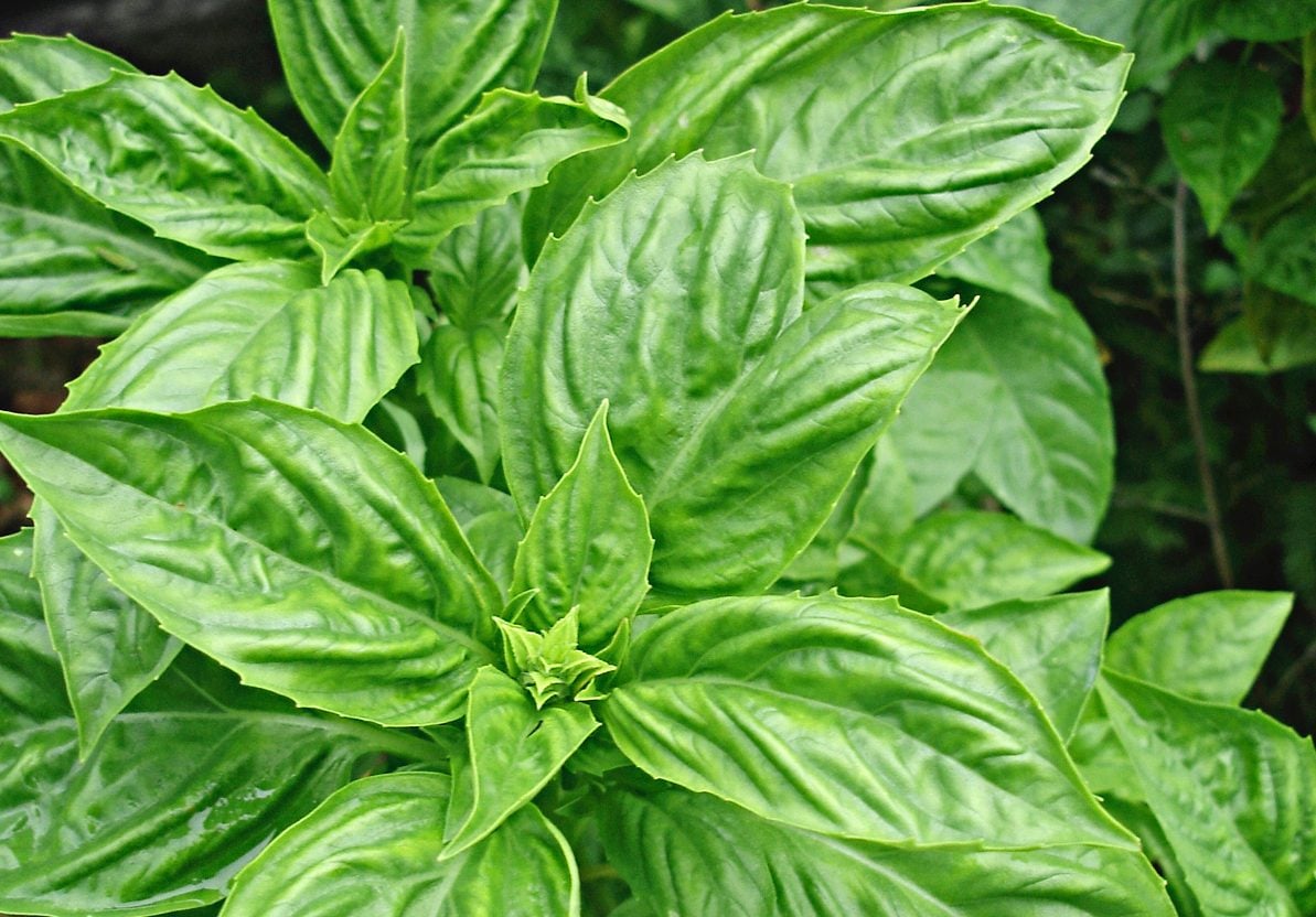 Top 10 Kitchen Garden Herbs to Grow for Cooking