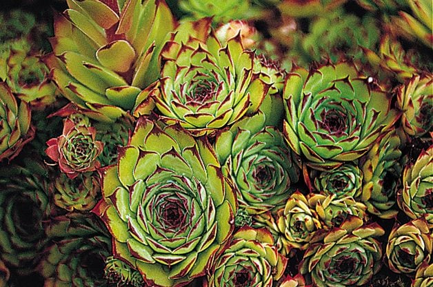 Hens And Chicks: Low Maintenance Perennial