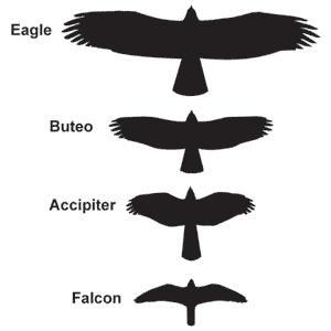 bird wingspan diagram