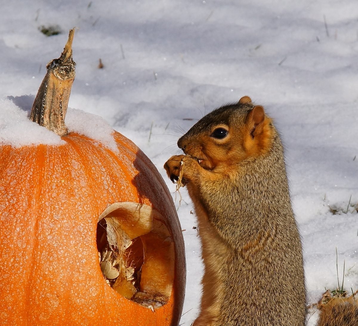 How to Recycle Pumpkins for Birds and Wildlife