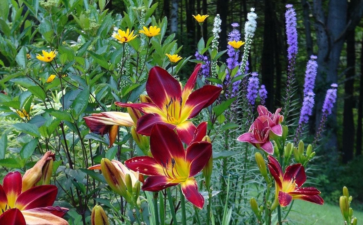 jardim de flores