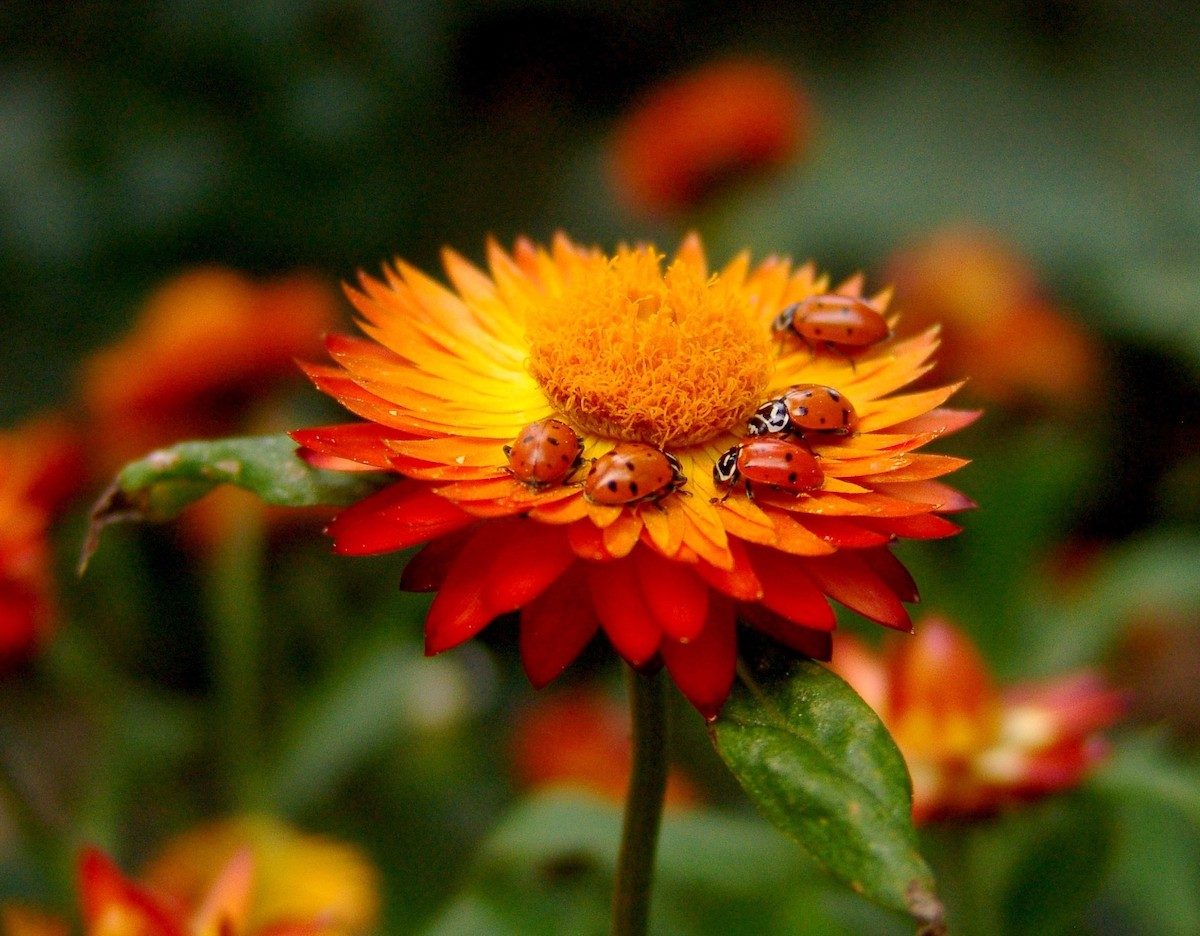 mariehøns på blomst