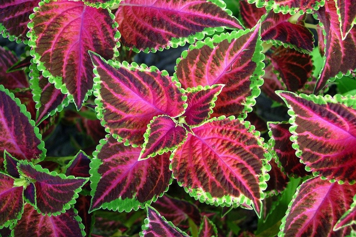 coleus, plants that grow from cuttings