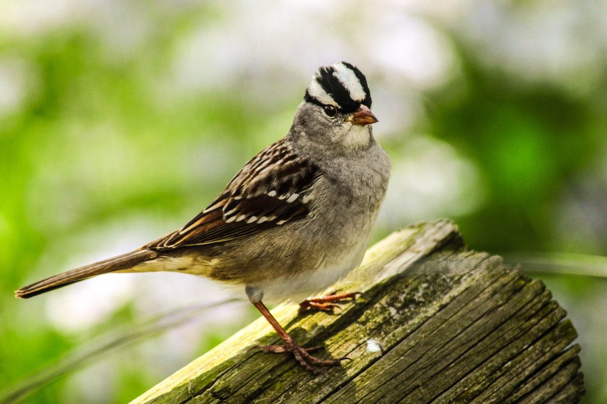 17 Types of Sparrow Birds That You Should Know
