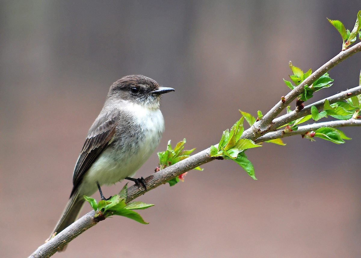 Signs of Spring: 8 Great Spring Birding Moments