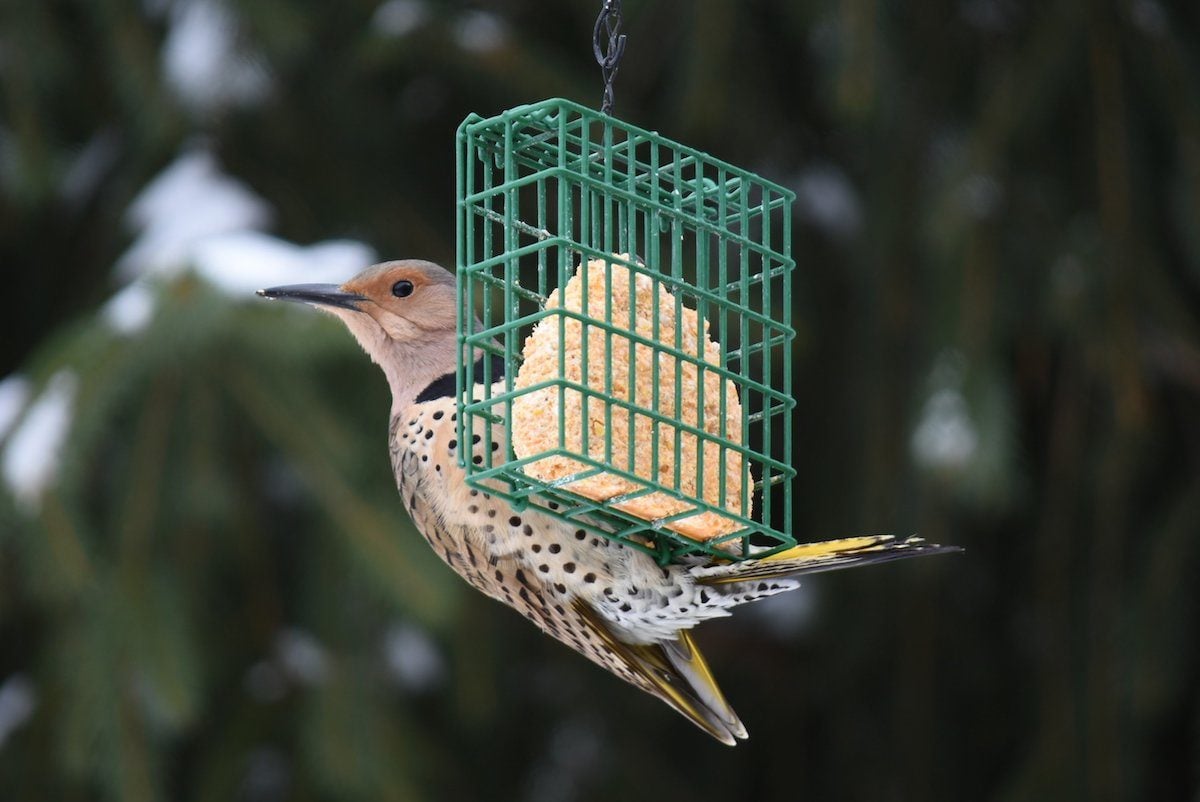 3 Proven Tips for Attracting Birds with Suet