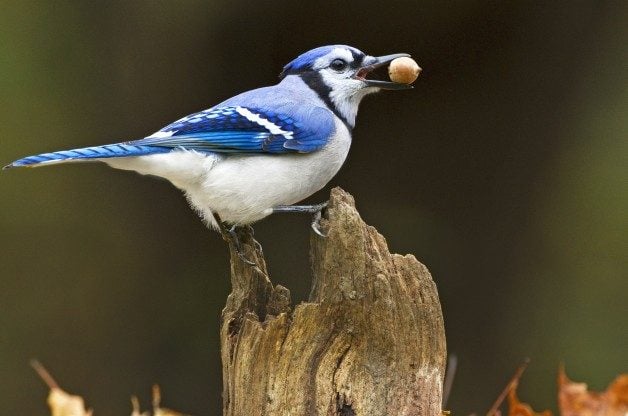 Fascinating Bird Behavior: Caching Food