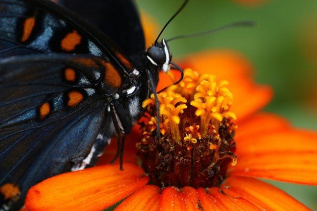 Butterfly Season: Your Year-Round Guide to Butterflies