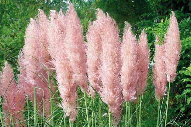 9 Gorgeous Ornamental Grasses for Your Yard
