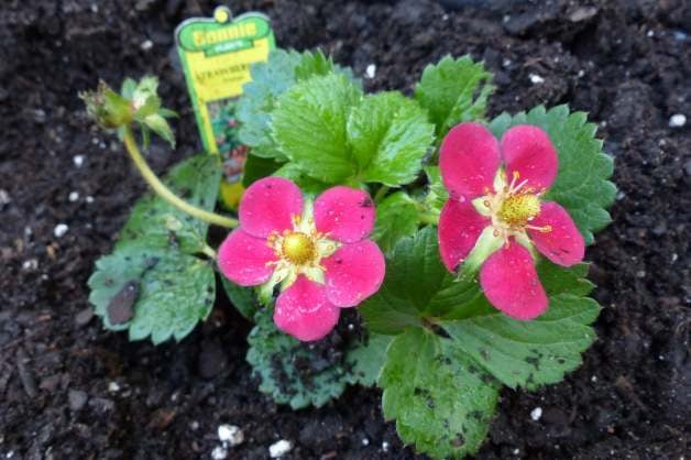 Pink-Flowered Strawberries for Your Fruit Garden