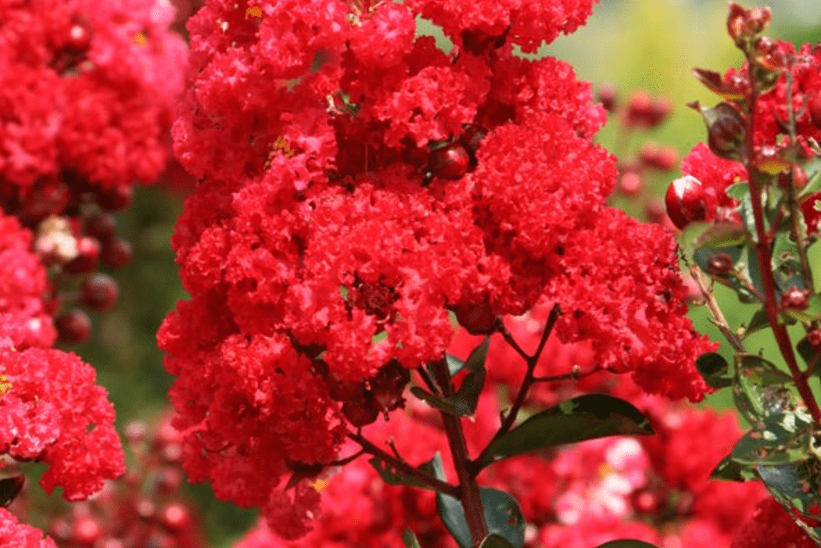 9 Beautiful Flowering Trees for Your Backyard