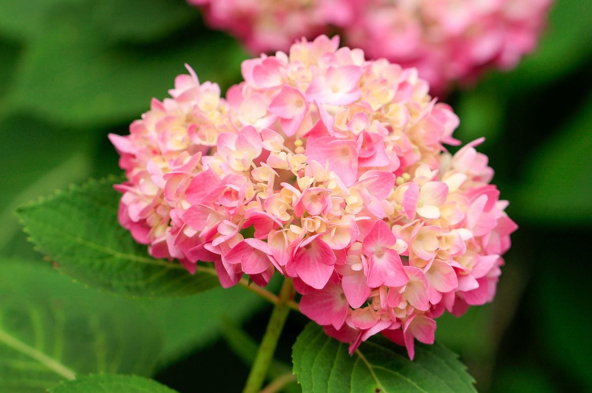 Top 10 Flowering Bushes for Your Yard