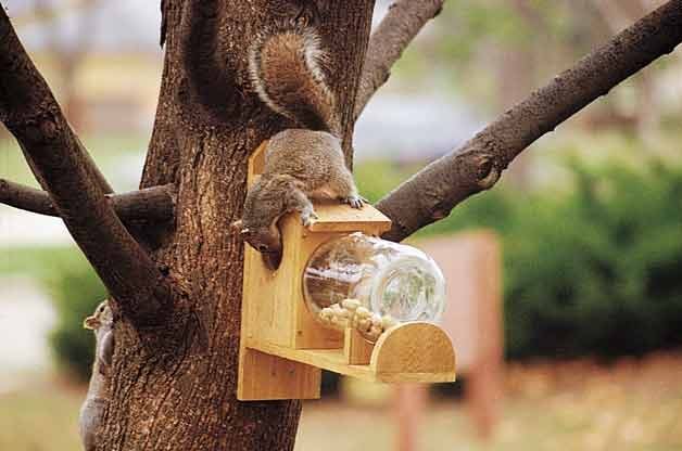 Make Your Own Squirrel Feeder