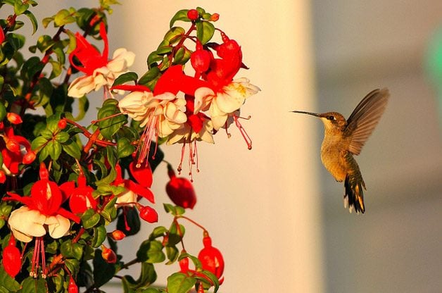 Using Nectar Flowers to Attract Hummingbirds