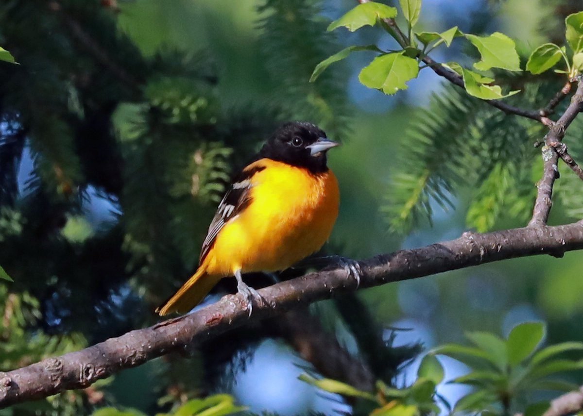 How to Identify Baltimore Oriole Birds