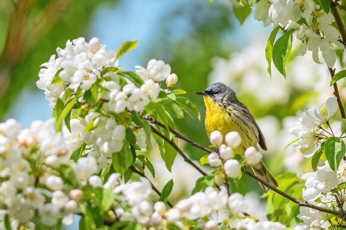 The Top Warbler Hotspots to Visit in Spring