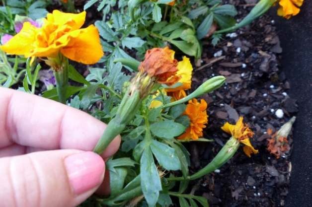Keep Your Garden Blooming by Deadheading Flowers