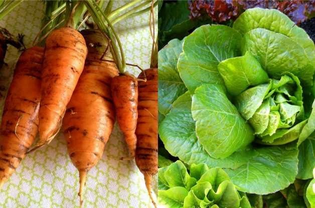 DIY Vegetable Garden: Beneficial Vegetable Pairs