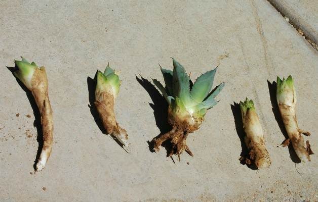 How to Transplant and Grow Agave Pups