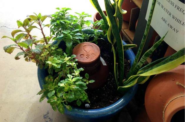How to make your own Olla Pots for Eco-Friendly Garden Irrigation