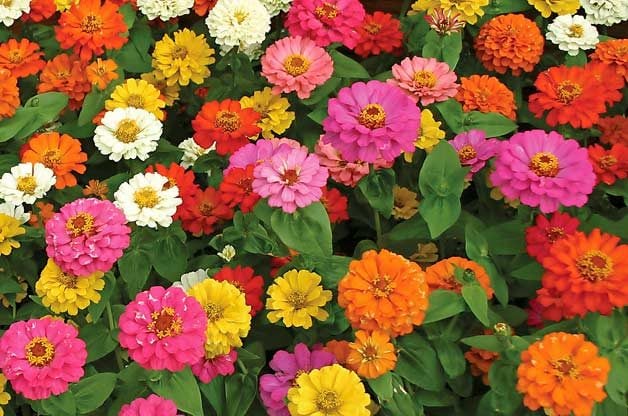 Top 10 Easy Plants for Kids to Grow