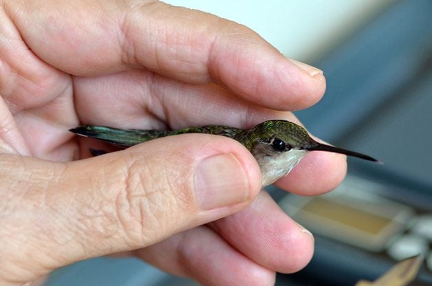Facts About Hummingbird Tracking and Banding