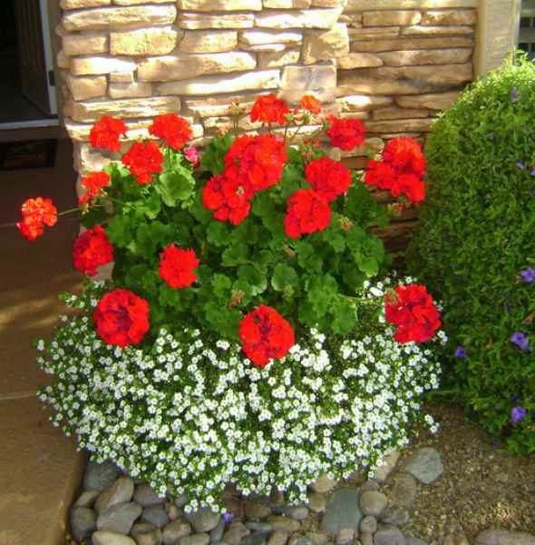 Keep Your Garden Looking Great with Fall-Blooming Annuals