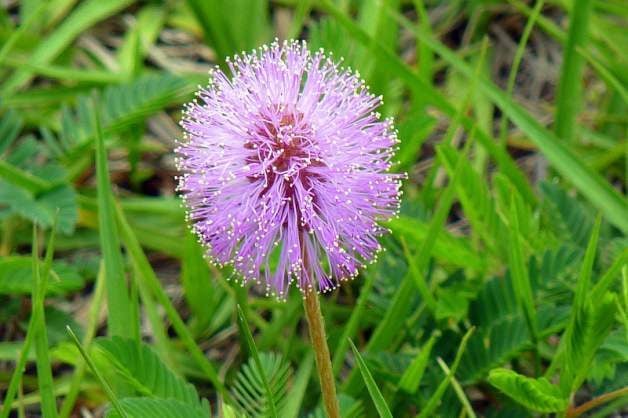 Plant Sunshine Mimosa Groundcover Instead of Grass