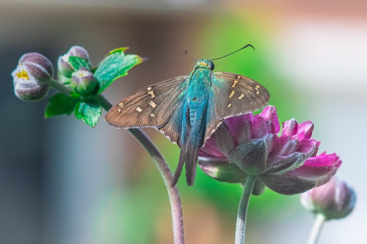 Identify and Attract a Long-Tailed Skipper Butterfly