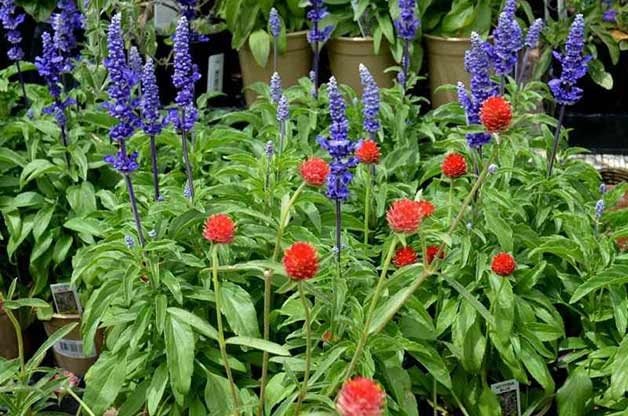 Container Ideas: Red, White and Blue