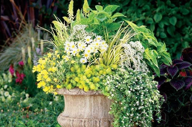 Pretty Perennial Container Garden Ideas GardenInBloom Com