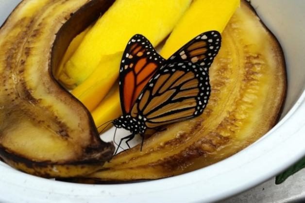 Attracting Butterflies with Fruit