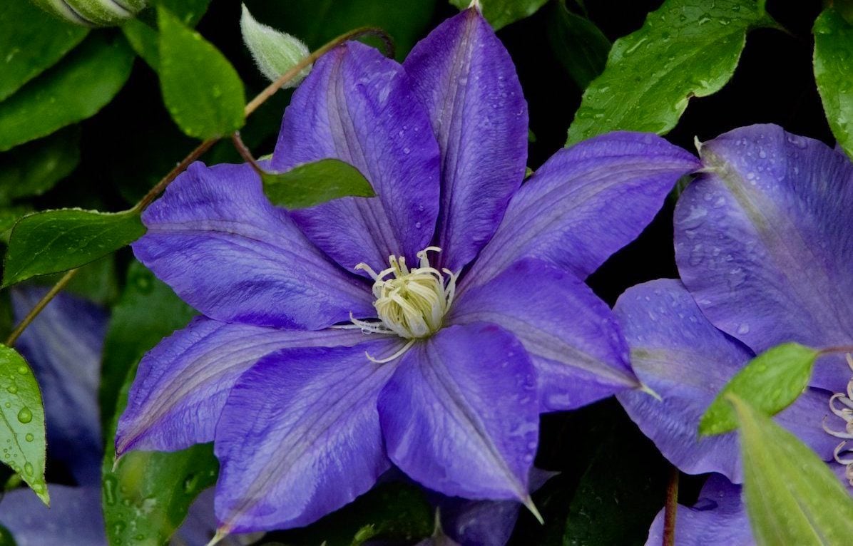 10 Purple Flowering Plants To Grow In Your Garden Birds And Blooms