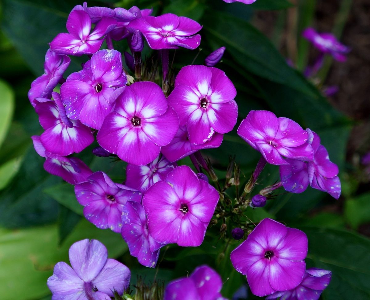 Top 10 Purple Plants to Grow in Your Flower Garden - Birds and Blooms