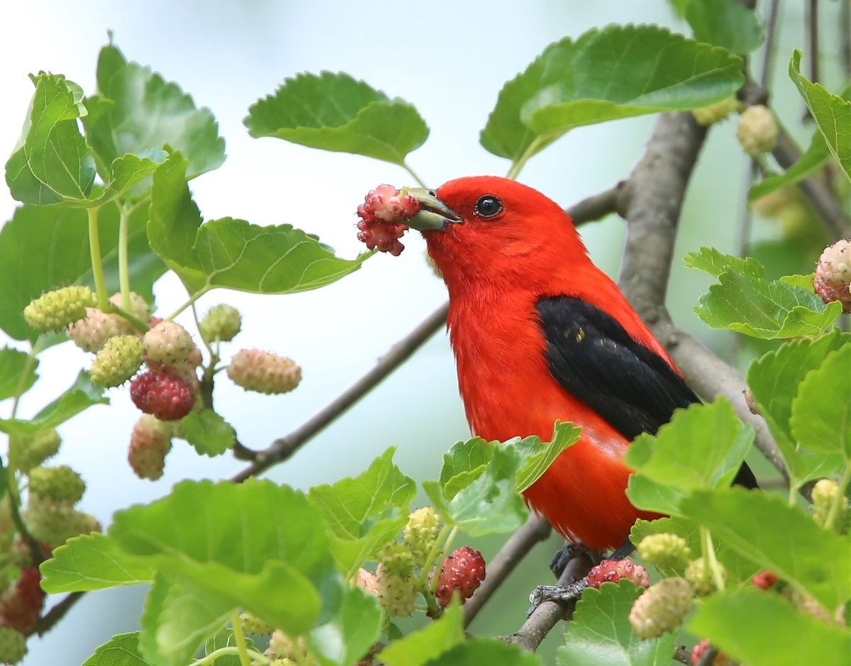 10 Foods You Aren’t Feeding Birds Yet
