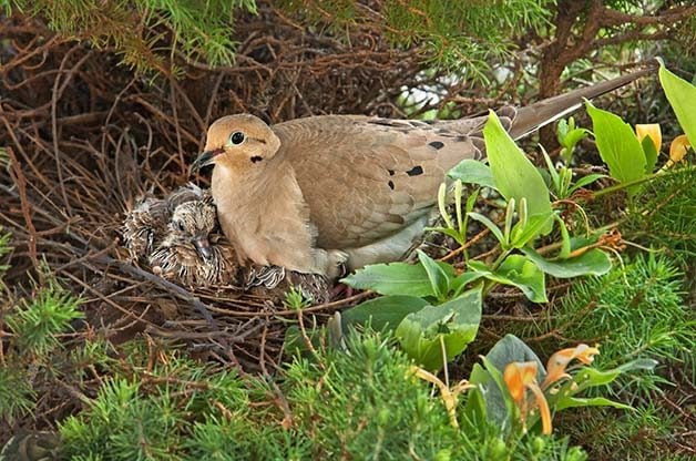 nesting mourning nest nesters doves attracting attract birdsandblooms mizejewski