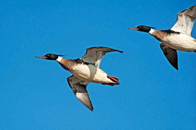 Discover the Fastest Birds in North America