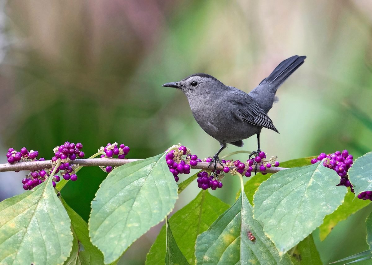 catbird on American beautyberry bush